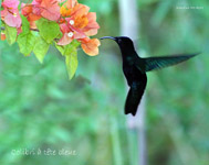 Colibri tete bleue_2940.jpg